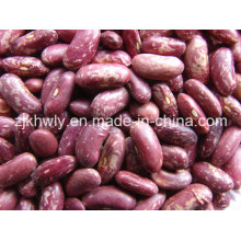 Purple Speckled Kidney Beans